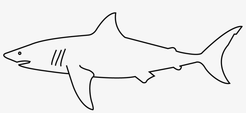 Both Reef And Tiger Sharks Are Found In The Shallow - Great White Shark, transparent png #3575946