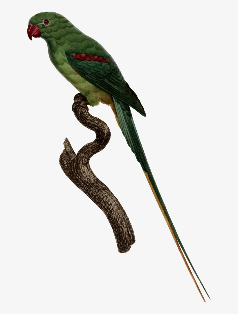 Parrot, transparent png #3576059