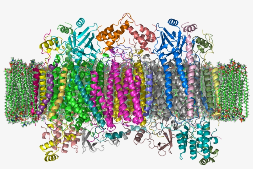 Cytochrome C Oxidase Crystal Structure, transparent png #3577790