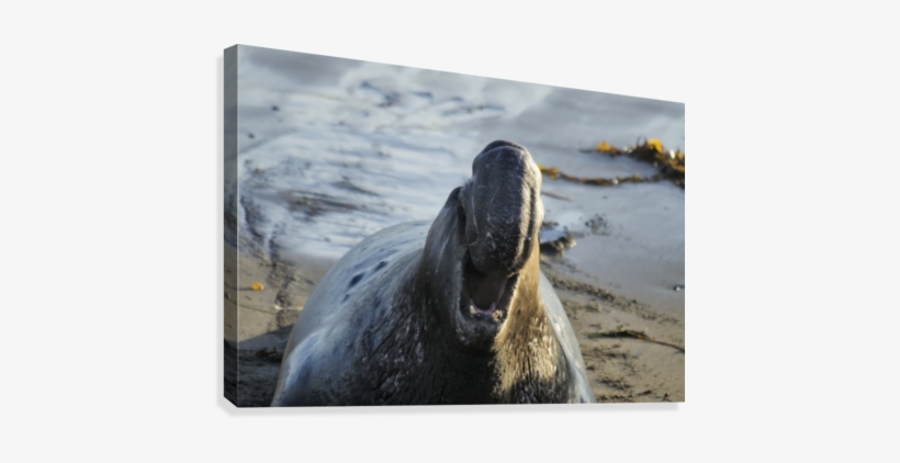 Northern Elephant Seal On The Central California Coast - Poster: Manatee, Beach, 61x41in., transparent png #3582053