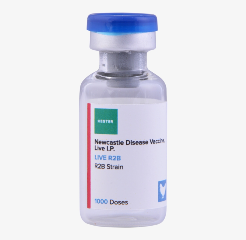 Live R2b 1000 - Portable Network Graphics, transparent png #3582643