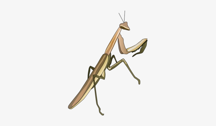 Ian Symbol Praying Mantis - Praying Mantis Illustration, transparent png #3583784