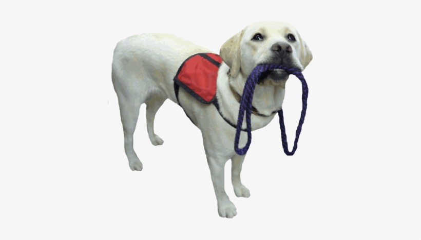 Assistance-dog - Service Dog No Background, transparent png #3583888