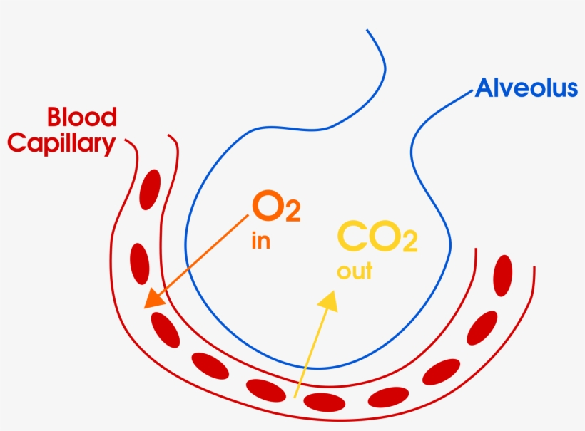 Oxygen And Carbon Dioxide Switch Places Between A Capillary - Gas Exchange In Air Sacs, transparent png #3584444