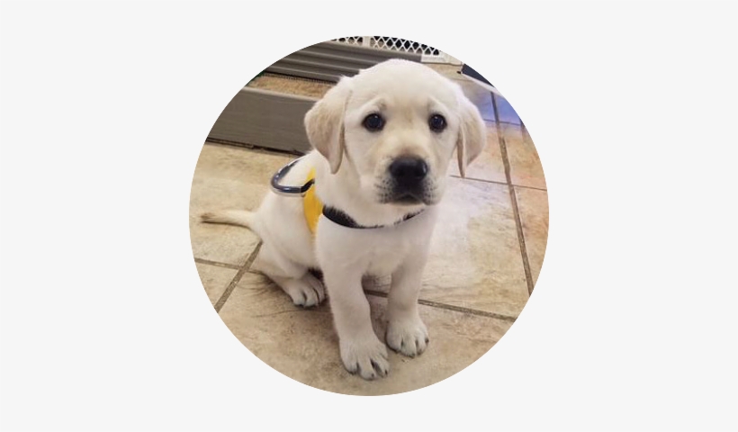 Maverick - Labrador Retriever, transparent png #3584603