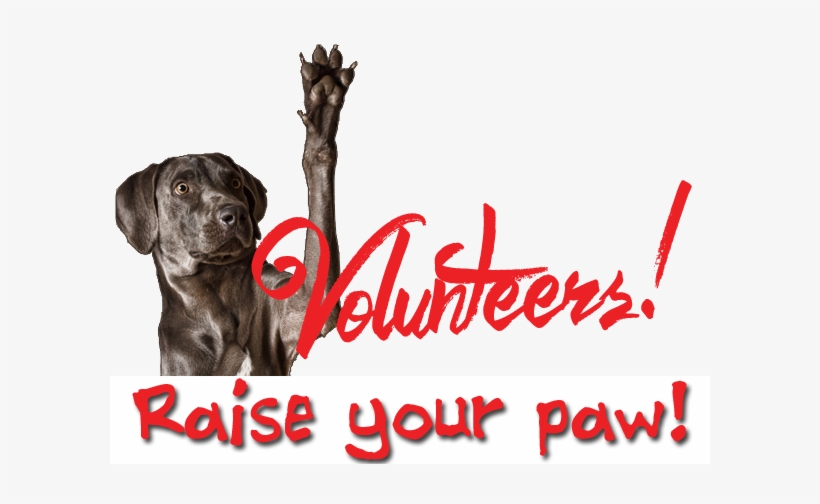 Raise Your Paw - Dog Training, transparent png #3584705