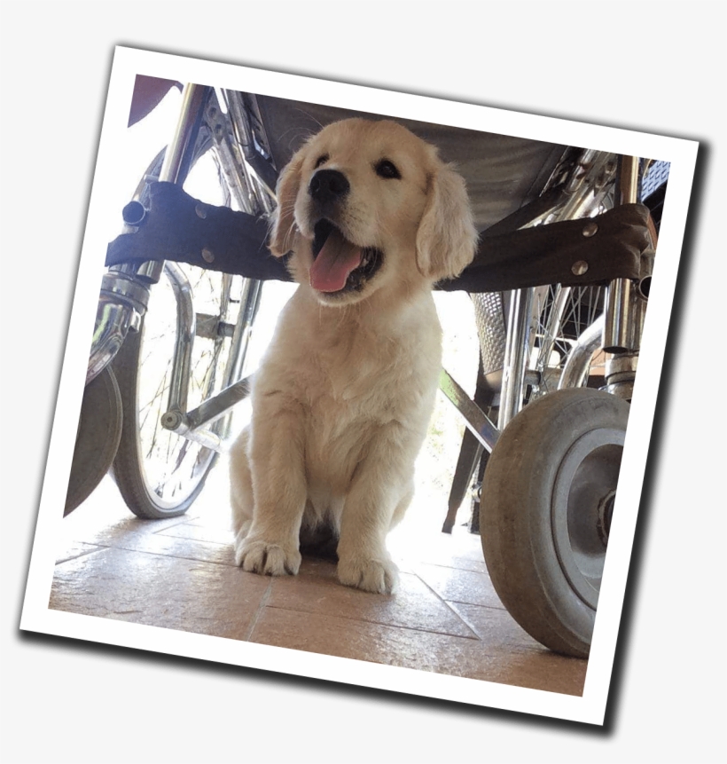 Training Social Service Dogs In The Heart Of Tuscany - Golden Retriever, transparent png #3584771