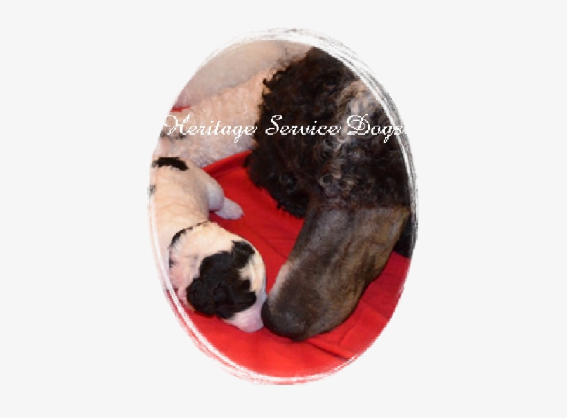 Heritage Service Dogs - Pyrenean Mastiff, transparent png #3584898