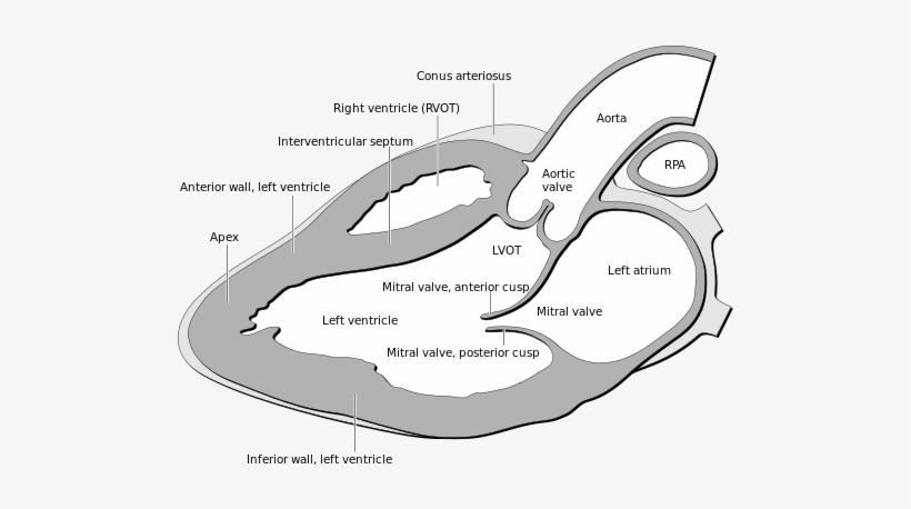 Heart Normal Lpla Echo View - Echo Views Of Heart, transparent png #3585867