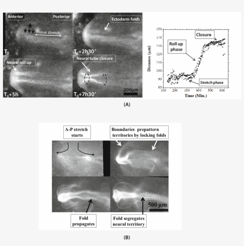 (from Movie 4) - Cartilaginous Fish, transparent png #3586450