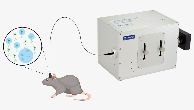 Oasis-implant Small Diagram V2 Updated - Rat, transparent png #3589432