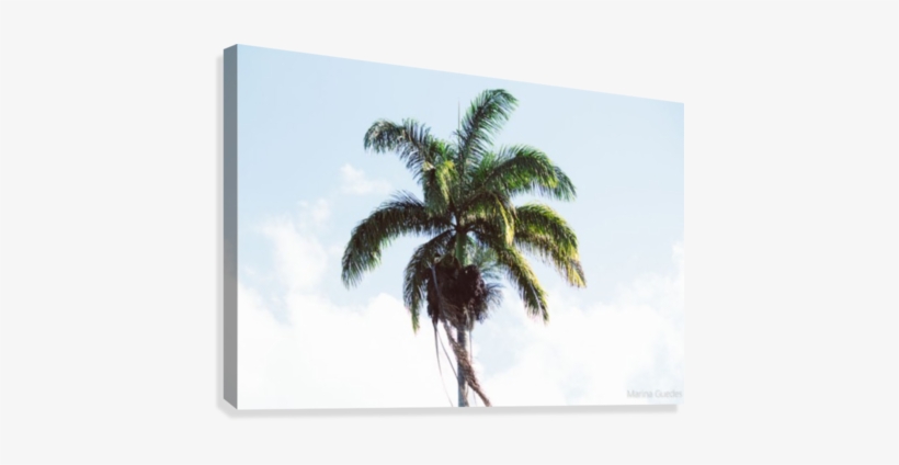 Coconut Tree Canvas Print - Coconut, transparent png #3591269