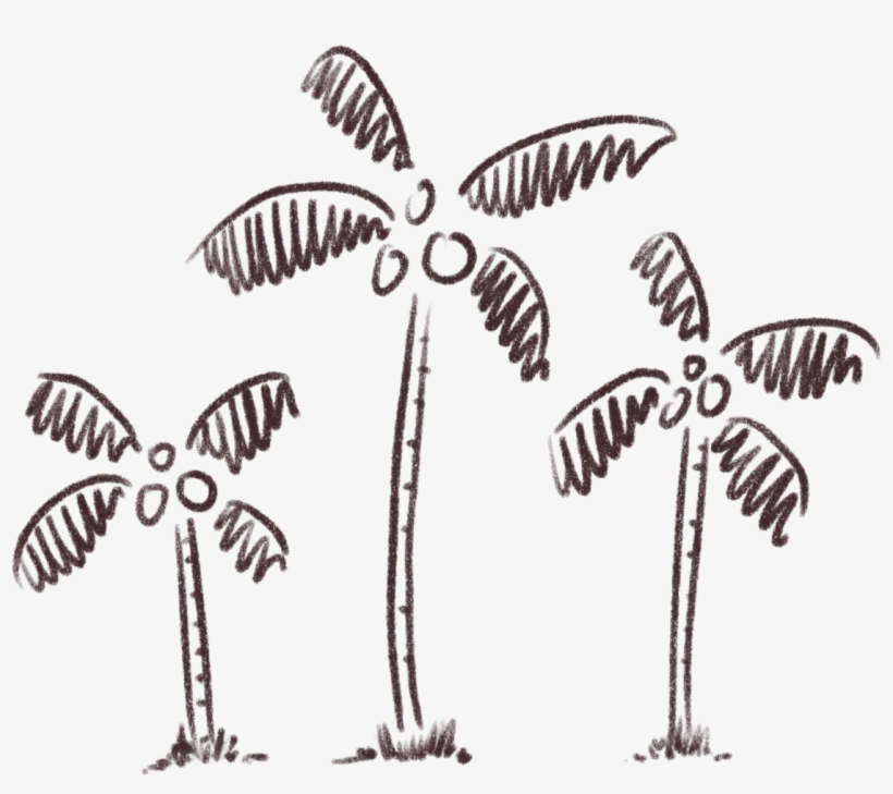 Coconut Bowls - Attalea Speciosa, transparent png #3591293