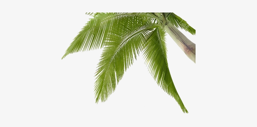 Coconut, transparent png #3591328