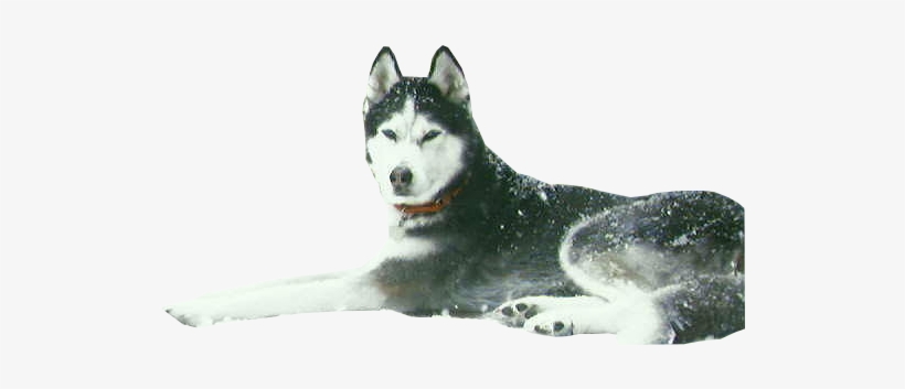 Be Sure To Save That Image As A Png File, As Jpg Files - Husky With Transparent Background, transparent png #3591858