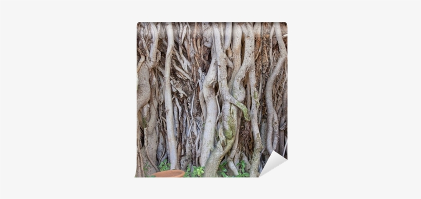 Banyan Tree At A Roadside In Rajasthan - Istock, transparent png #3591896