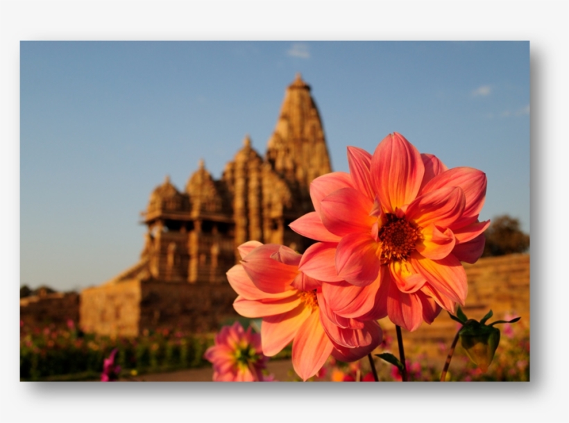 I Always Wanted To Visit Khajuraho - Dahlia, transparent png #3592647
