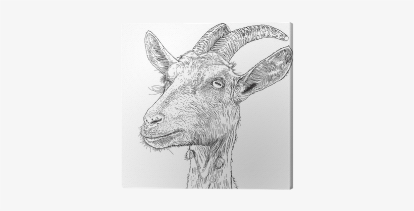 A Vector Drawing Canvas Print • Pixers® • We Live To - Chewing The Page: The Mourning Goats Interviews, transparent png #3594623
