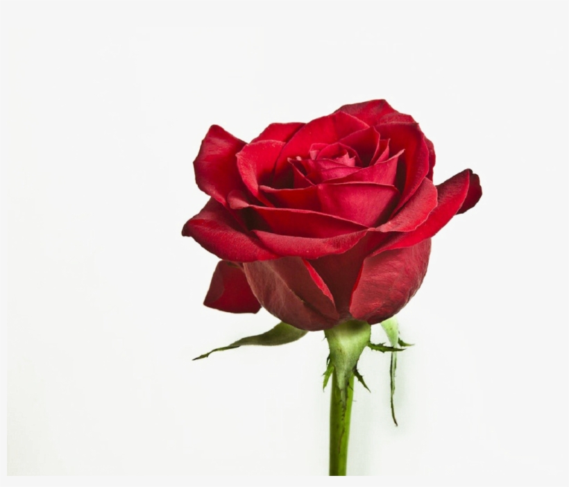 Flower Png Image With Transparent Background - Red Rose Single Flowers Hd -  Free Transparent PNG Download - PNGkey