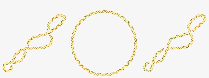 Dna Topoisomers - Surenroulement Adn, transparent png #3595554