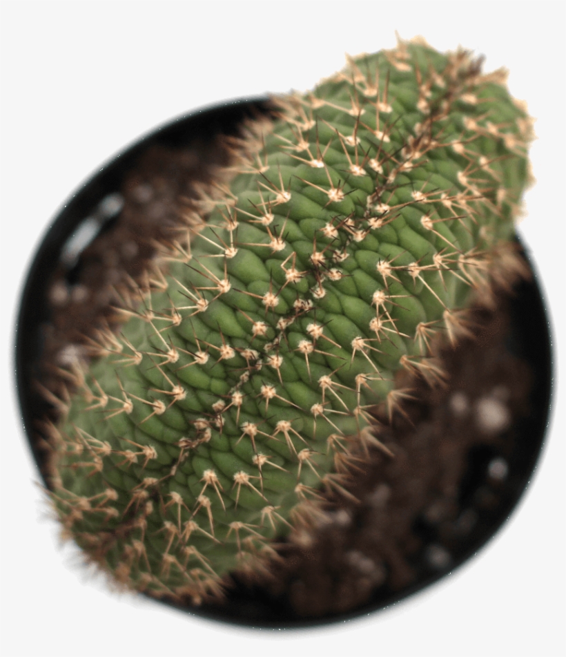 Echinopsis 'caterpillar Cactus' - Cactus, transparent png #360354