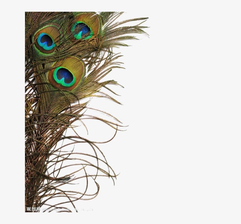 Peacock Feather Png Image - Peacock Feather Real Png, transparent png #361013