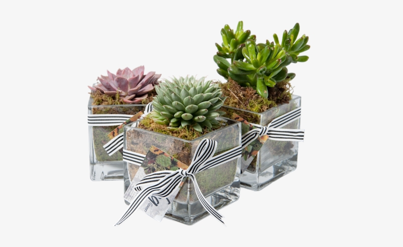 Succulent - Succluent Transparent Png, transparent png #361206