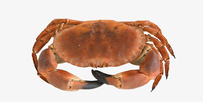 Dungeness Crab, transparent png #361288