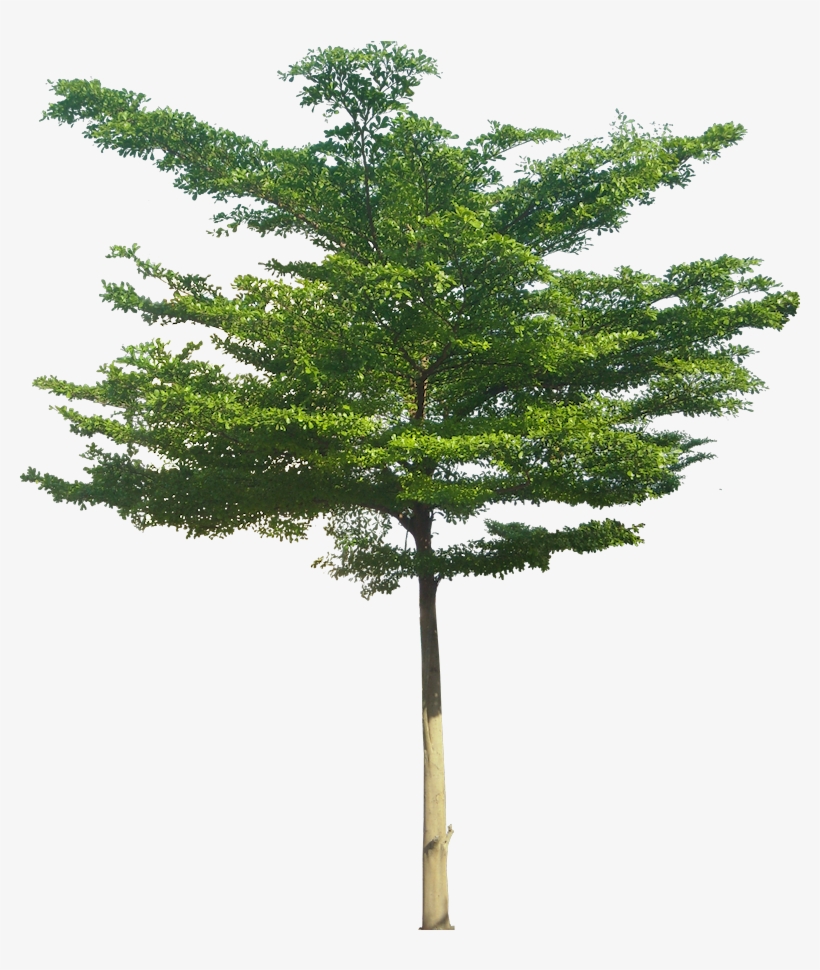 Tropical Plant Pictures - Terminalia Mantaly 3d Model, transparent png #361423