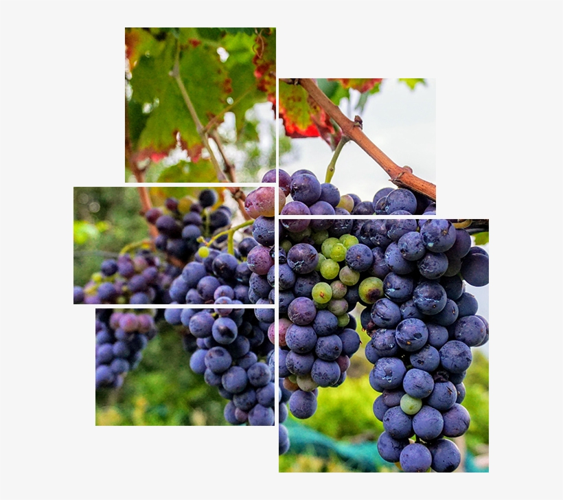 Grapes - Agriculture, transparent png #361464