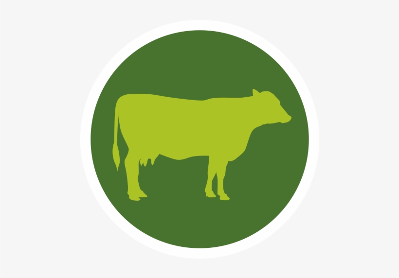 Cow, transparent png #361483
