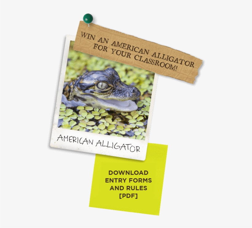 Education - Alligator, transparent png #362502