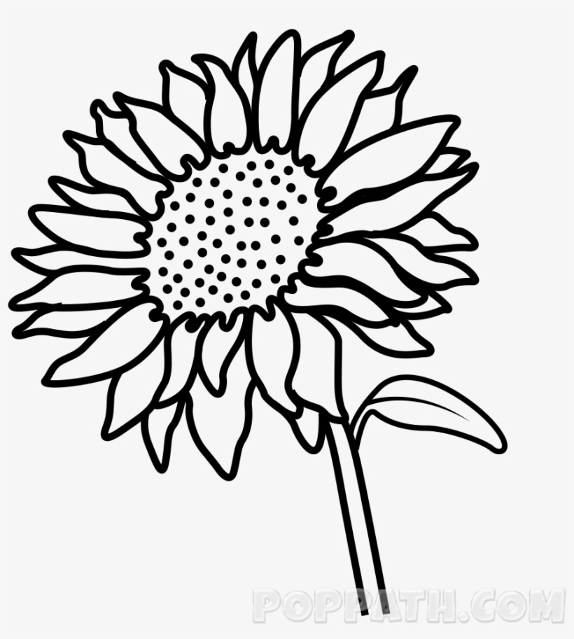 Sunflower Drawing Png Graphic Royalty Free Library - Flower, transparent png #362871