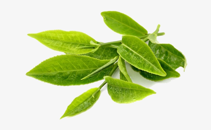 Free Png Green Tea Png Images Transparent - Green Tea Leaves Png, transparent png #362945
