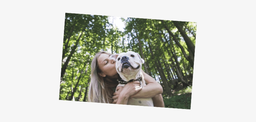 Smiling Pitbull With Healthy Paws Puppy Insurance - Dog, transparent png #363056
