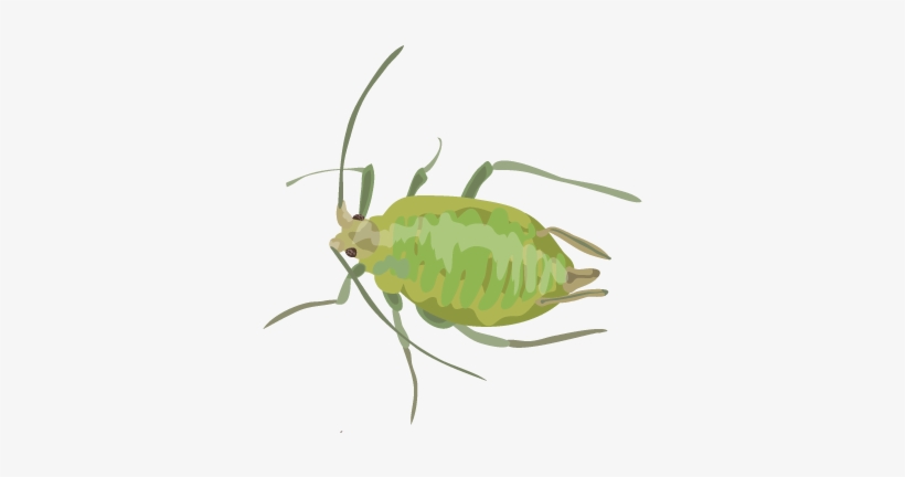 201412 Green Peach Aphid - Transparent Aphid Png, transparent png #363320