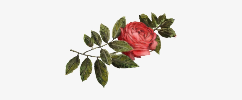 Crimson Rose - Rose, transparent png #363923