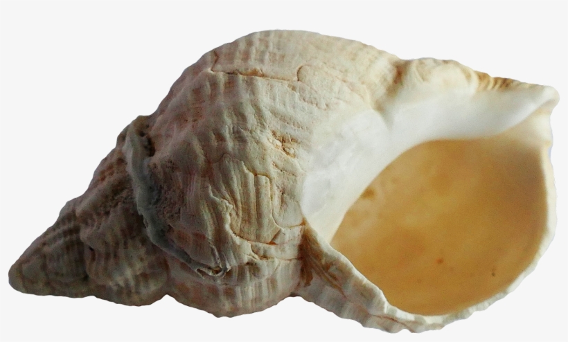 Free Png Sea Shell Png Images Transparent - Seashell, transparent png #364499