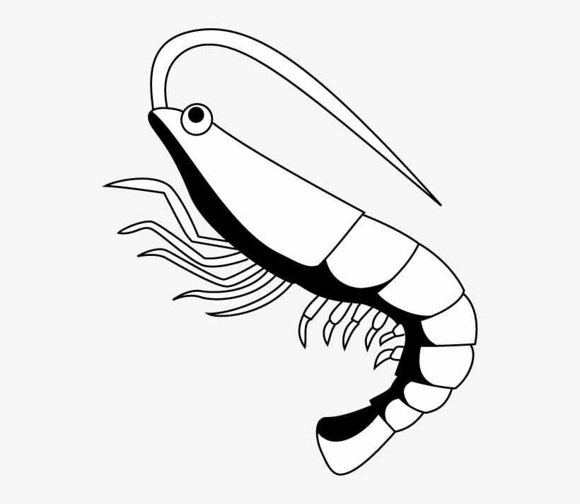 Shrimp Clip Art Related Keywords - Black And White Clip Art Shrimp, transparent png #364591
