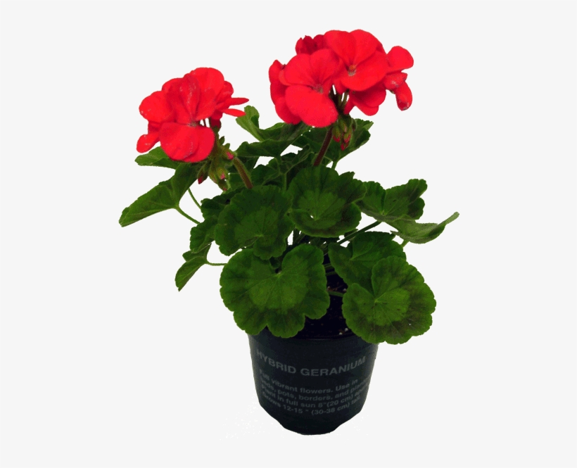 Potted Plants And Flowers Png - Geraniums Png, transparent png #364738