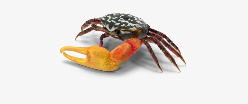 Crab Free Png Image - Fiddler Crab Transparent Background, transparent png #364756