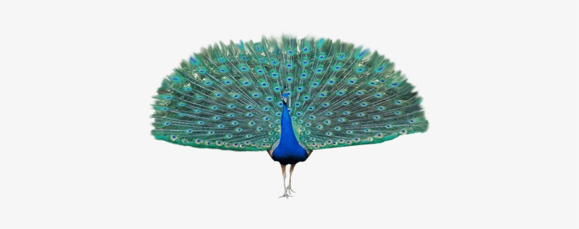 Peacock Open Wings Transparent Png - Beautiful Feather Peacock Png, transparent png #364890