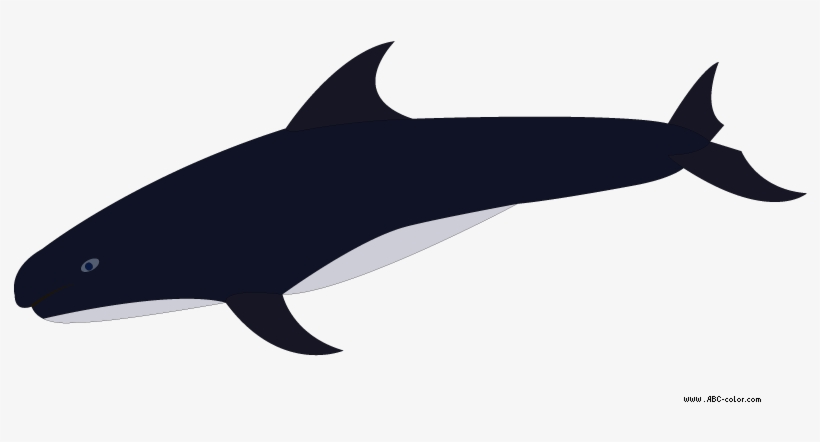 Download Bitmap Picture Pygmy Killer Whale - Pygmy Killer Whale, transparent png #365094