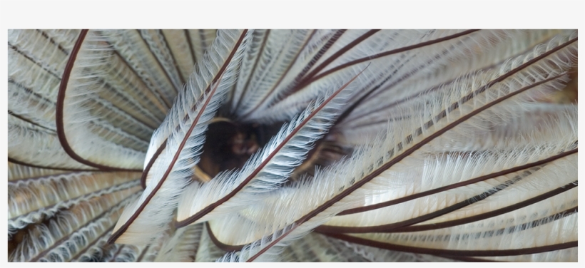 Feathers - House Fly, transparent png #365265