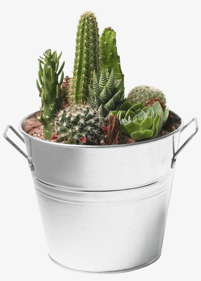 Free Png Cactus Png Images Transparent - Succulent With Transparent Background, transparent png #365587
