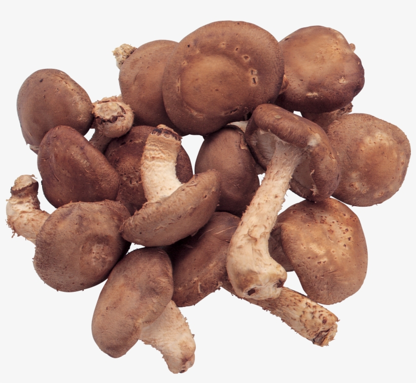 Download, transparent png #365735