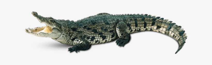 Alligator Clipart Transparent Background - Crocodile Png, transparent png #365789