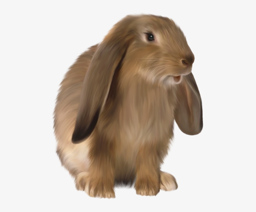 Brown Rabbit Png Free Download - Rabbit, transparent png #365866