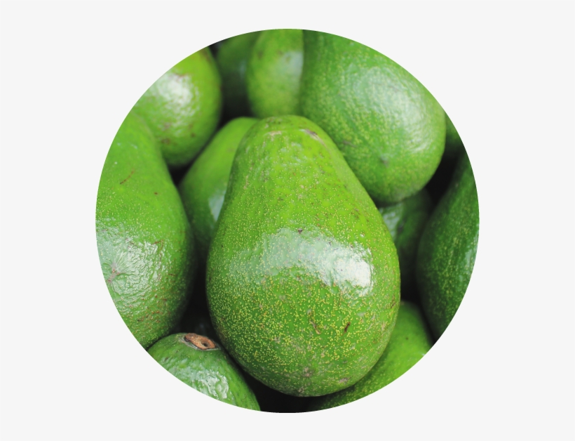 Smashing Avocado Disease Threats - Avocado Cool, transparent png #365949