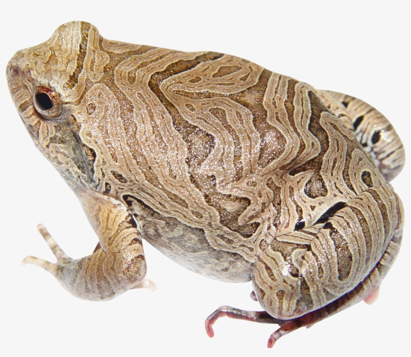 Frog Png Transparent Image - Portable Network Graphics, transparent png #366285